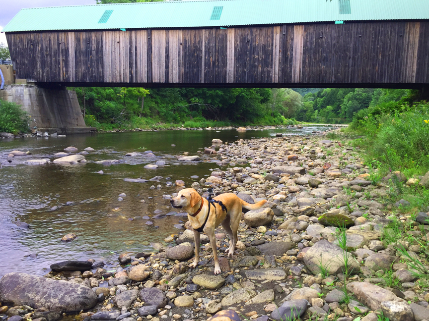This bridge has a roof, woof!