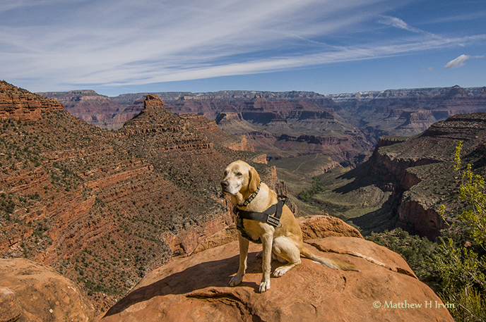 Woof, on the Bright Angel Trail in the Grand Canyon!