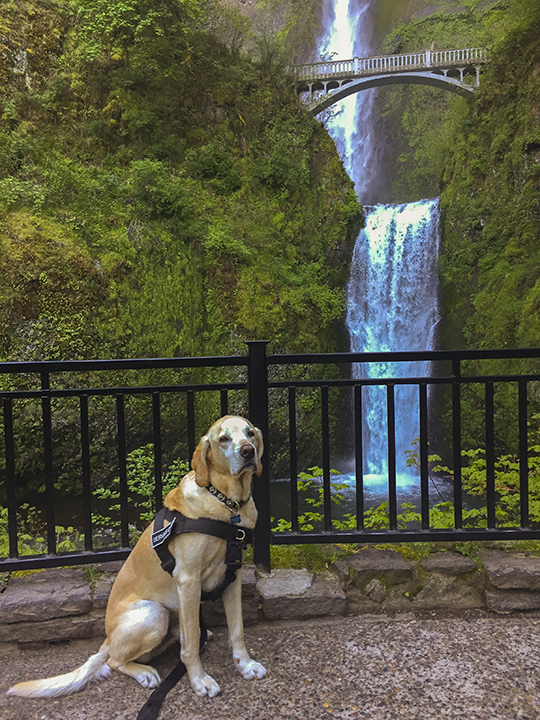 Photo Dog Jackson at Multnomah Falls, Columbia River Gorge. (Caption by Matt.)