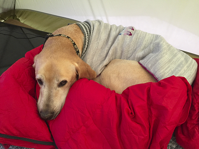 Woof, I like my sweater and I have my own down sleeping bag!