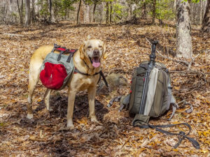 Jackson on the trail in the Uwharrie National Forest in North Carolina.