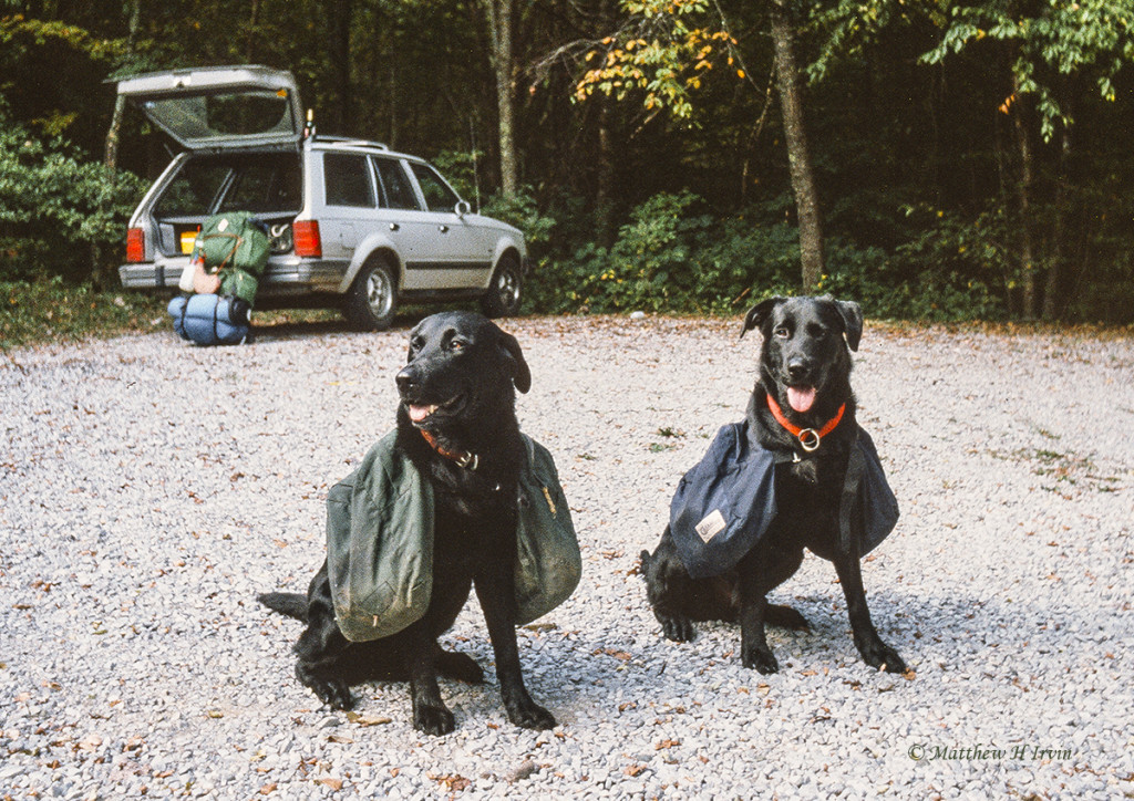 Two dogs ready for a hike.