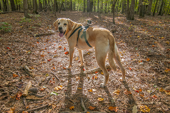 Jackson on the Thornburg Trail in the Uwharries with his GoPro camera.