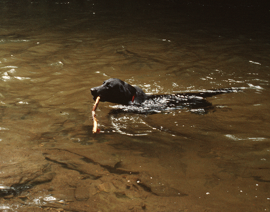 Doc swimming with a stick.
