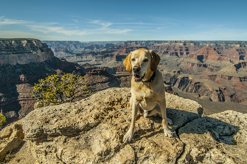 Grand Photo Dog Jackson at the Grand Canyon.