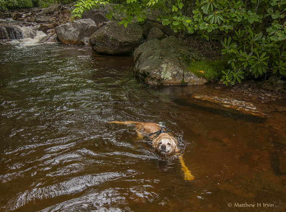 Woof, me swimming!