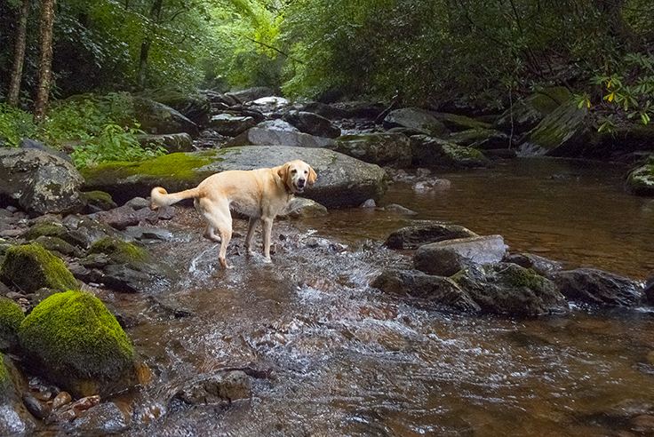 Woof, what I want to do on my next adventure, explore creeks!