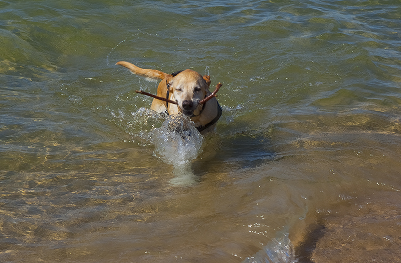 I am swimming in a Great Lake and woof, was it great!