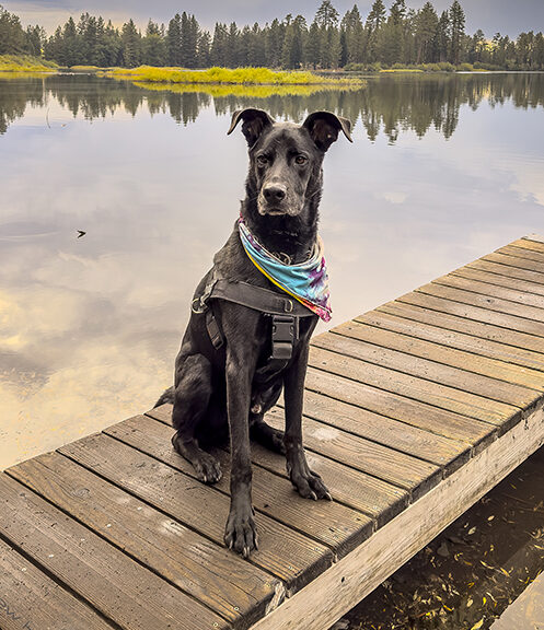 Odee at Manzanita Lake
