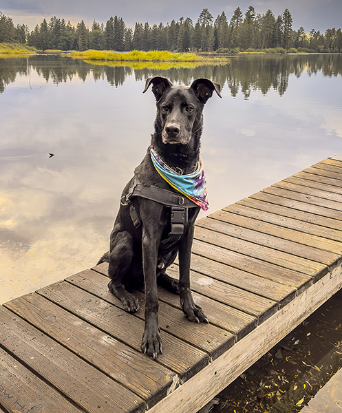 Odee at Manzanita Lake